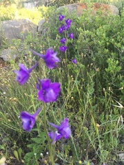 Delphinium pentagynum