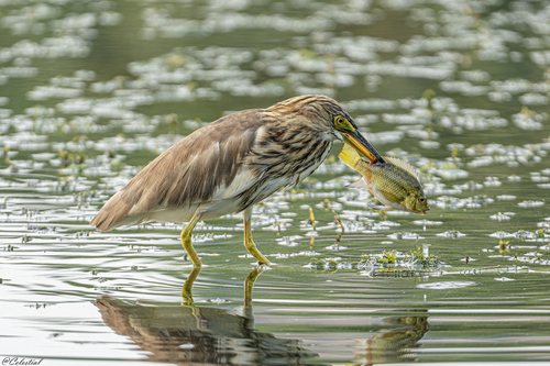 Chinese Pond-Heron