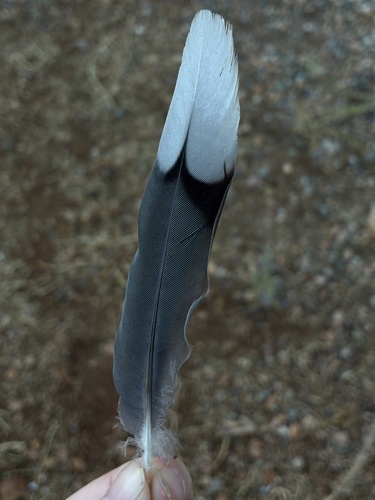 Mourning Dove