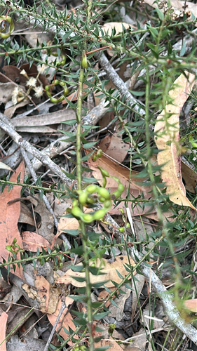 Acacia amblygona observed 2026-09-26