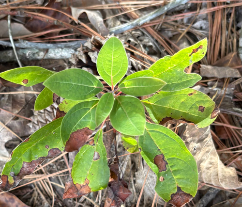 sassafras