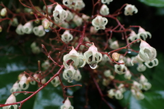 Sterculia monosperma