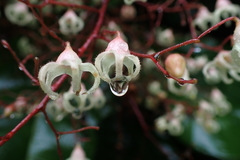 Sterculia monosperma