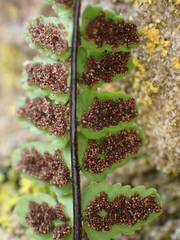 Asplenium trichomanes pachyrachis