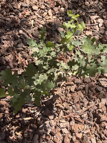 valley oak