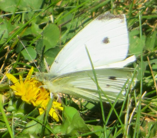 Small White