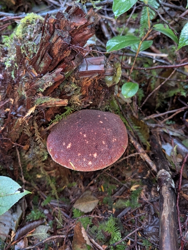 admirable bolete