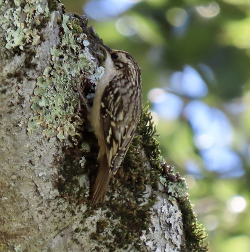 Brown Creeper