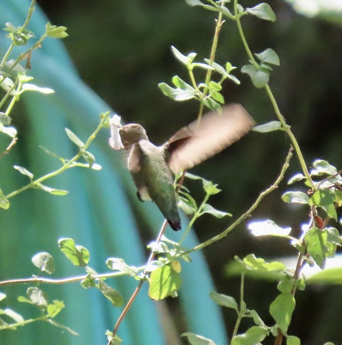 Anna's Hummingbird