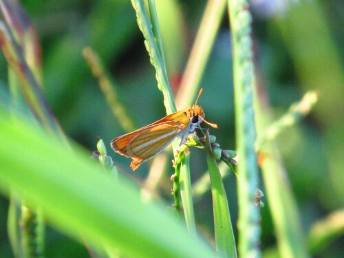 Southern Skipperling
