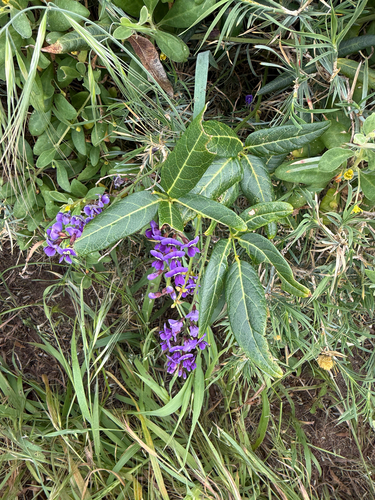 Native wisteria