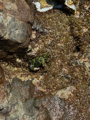 Pachygrapsus minutus observed 2026-09-26