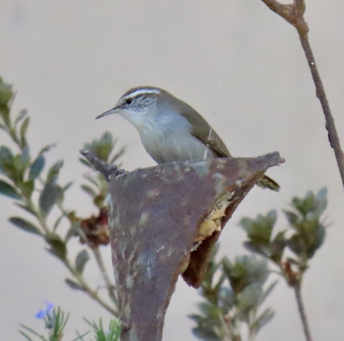 Bewick's Wren