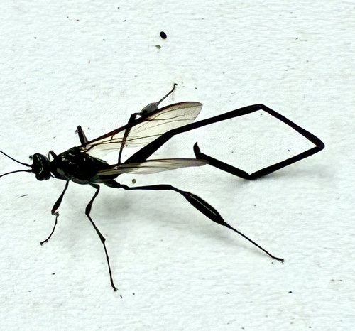 American Pelecinid Wasp