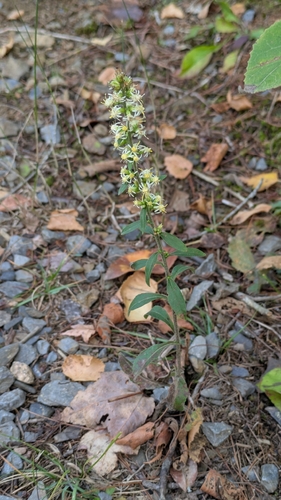 silverrod