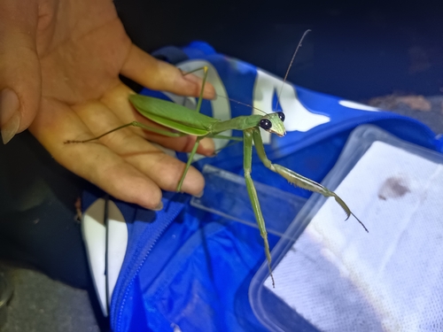 Chinese Mantis