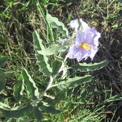 Solanum elaeagnifolium, photograph (c) Linda Jo Conn, some rights reserved (CC BY)