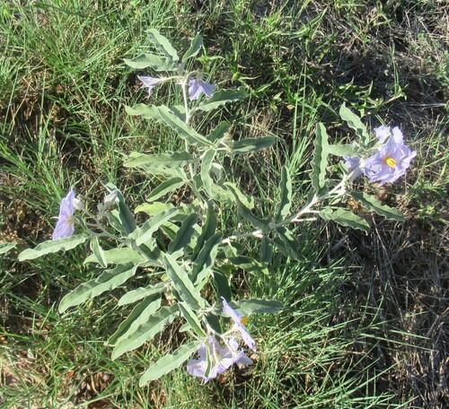 Solanum elaeagnifolium, photograph 5