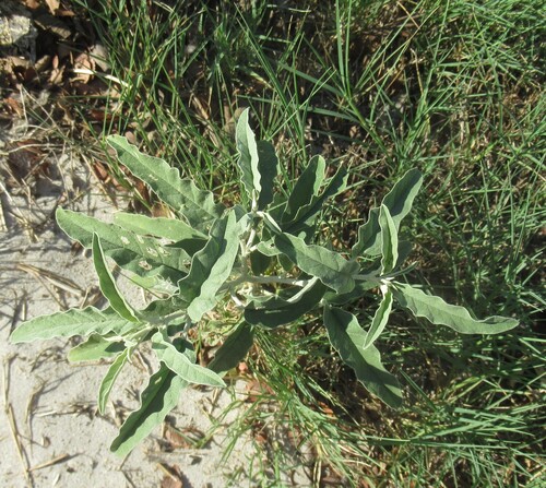 Solanum elaeagnifolium, photograph 4