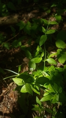 Moehringia trinervia