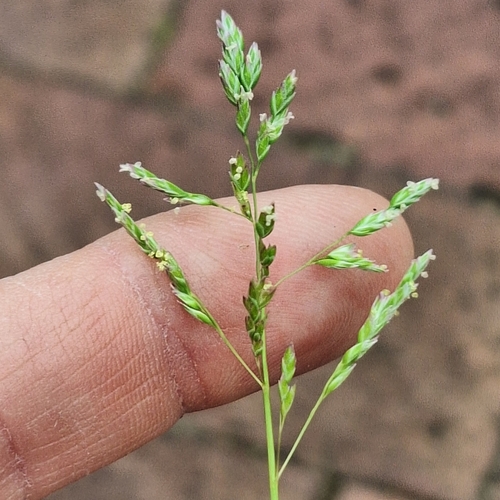 Poa annua, photograph 2