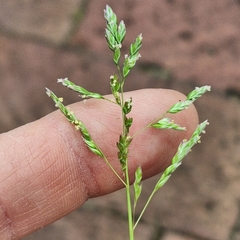 Poa annua, photograph (c) Greg Tasney, some rights reserved (CC BY-SA)