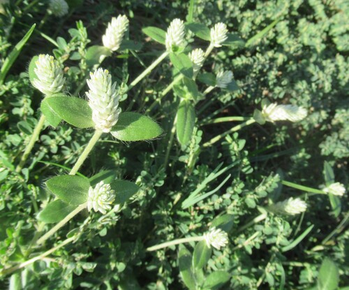 Gomphrena serrata