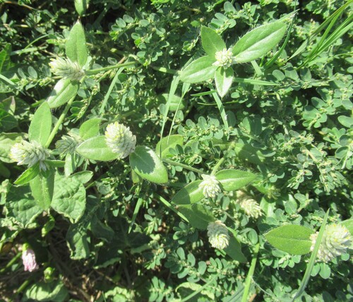 Gomphrena serrata, photograph 1