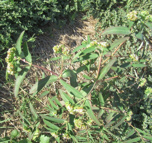 Euphorbia hypericifolia, photograph 1
