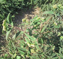 Euphorbia hypericifolia, photograph (c) Linda Jo Conn, some rights reserved (CC BY)