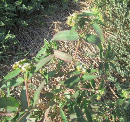 Euphorbia hypericifolia, photograph 3