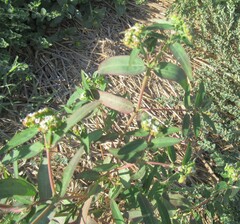 Euphorbia hypericifolia, photograph (c) Linda Jo Conn, some rights reserved (CC BY)