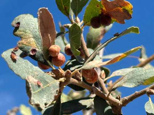 Clustered Gall Wasp