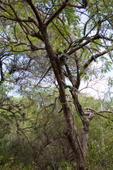 Selenicereus setaceus