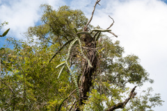 Selenicereus setaceus