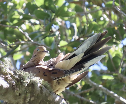 Mourning Dove