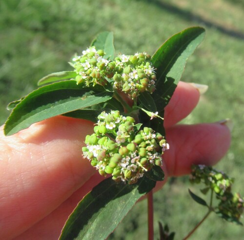 Euphorbia hypericifolia, photograph 2