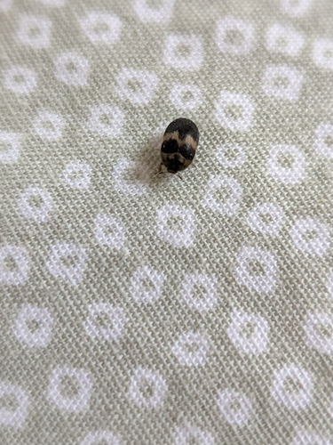 Attagenus fasciatus, 2026-09-26