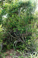 Selenicereus setaceus