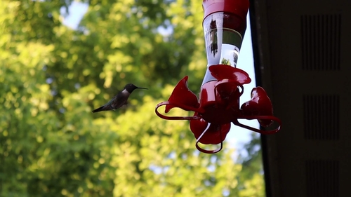 Ruby-throated Hummingbird photographed in Oklahoma