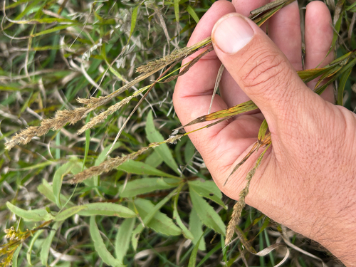 Muhlenbergia racemosa observed 2026-09-25
