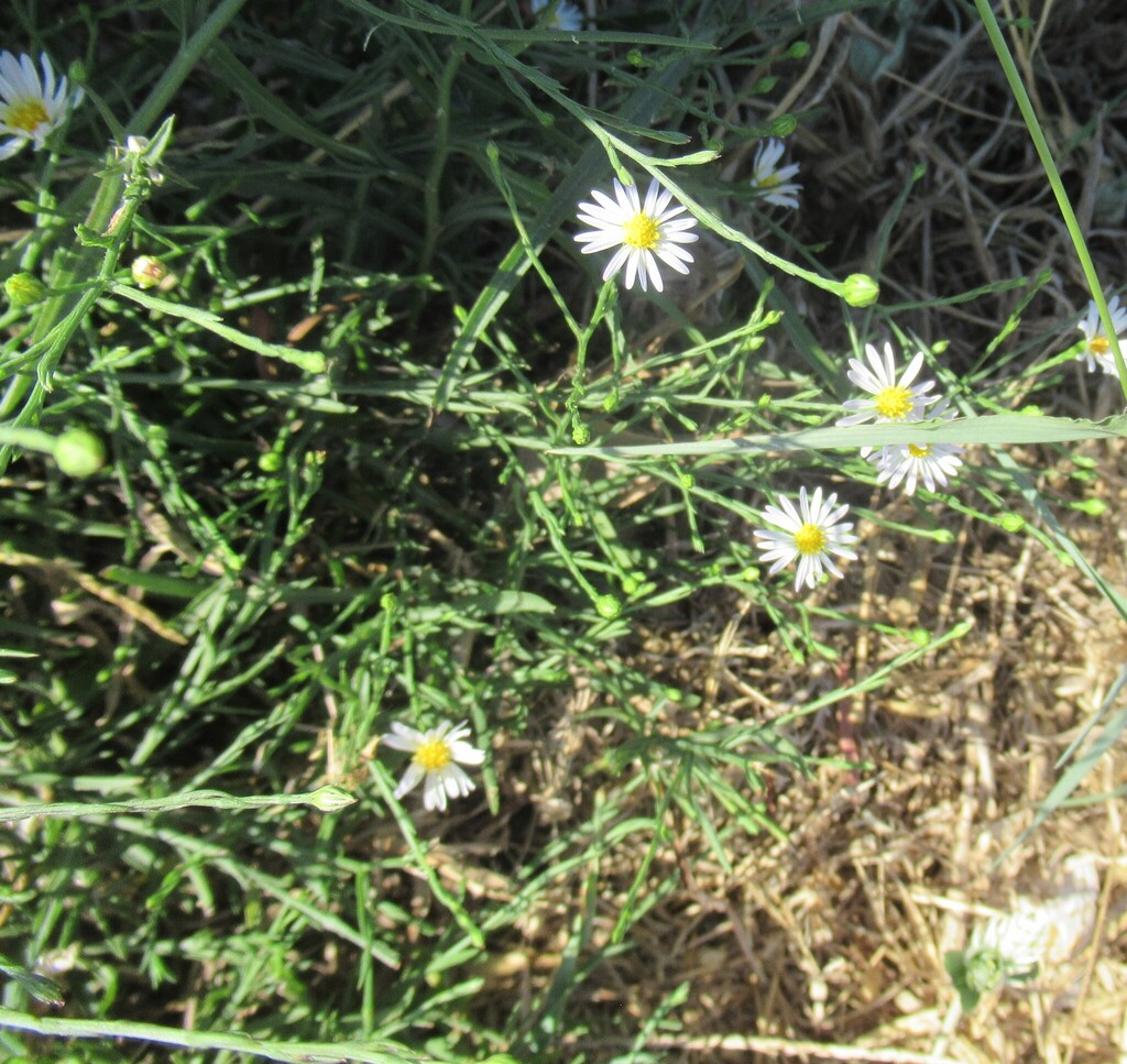 Symphyotrichum divaricatum; photograph (c) Linda Jo Conn, some rights reserved (CC BY)