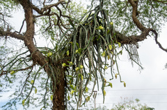 Selenicereus setaceus