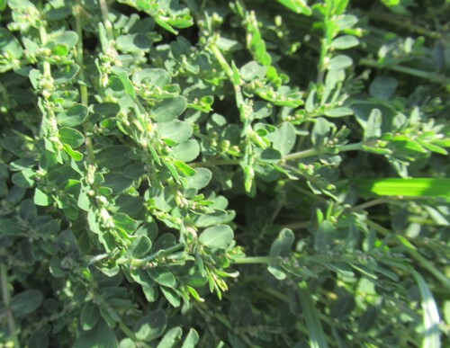 Euphorbia prostrata, photograph 3