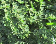 Euphorbia prostrata, photograph (c) Linda Jo Conn, some rights reserved (CC BY)