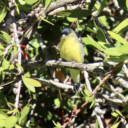 Lesser Goldfinch