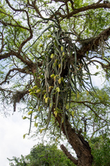 Selenicereus setaceus