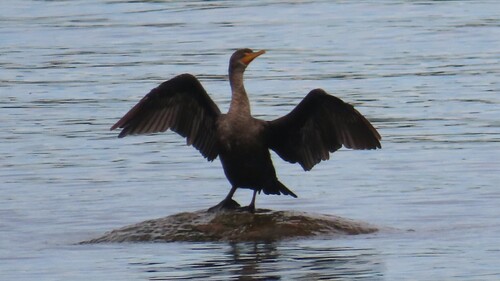 Double-crested Cormorant