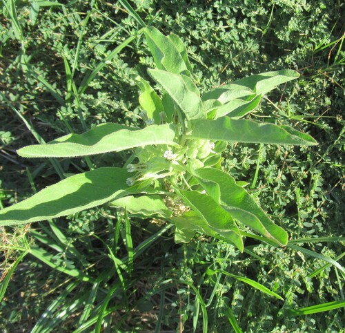 Asclepias oenotheroides