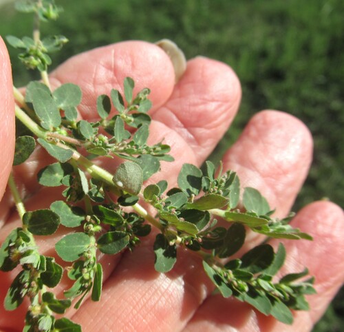Euphorbia prostrata